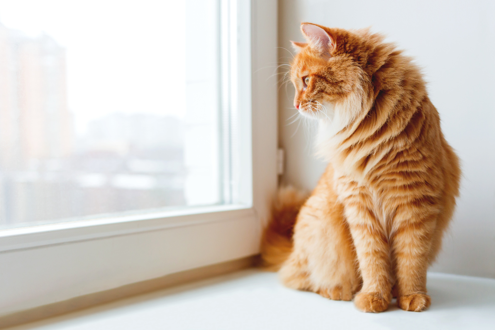 hospita eten metaal Nieuwe buitendeur met katten- of hondenluik | KwadrO