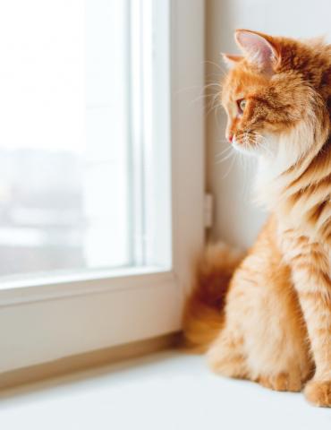 Deuren met een honden- of kattenluik